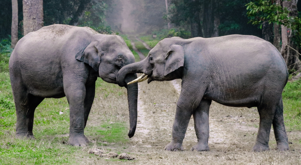 Elephants from Yala, Sri Lanka