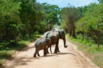 Elephants Crossing Road